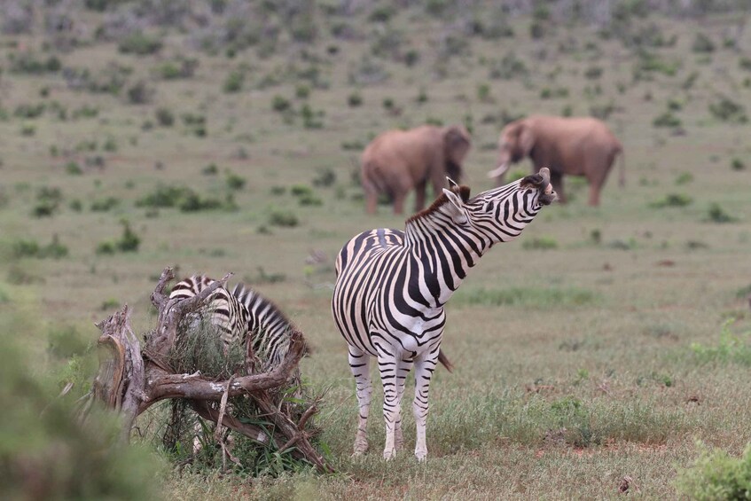 Picture 7 for Activity Addo Elephant Park and Giraffe Walk Private Full Day Safari