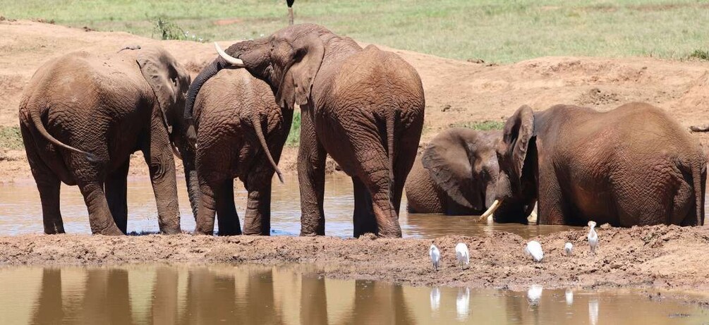 Picture 11 for Activity Addo Elephant Park and Giraffe Walk Private Full Day Safari