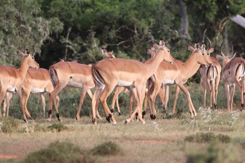 Picture 6 for Activity Addo Elephant Park and Giraffe Walk Private Full Day Safari