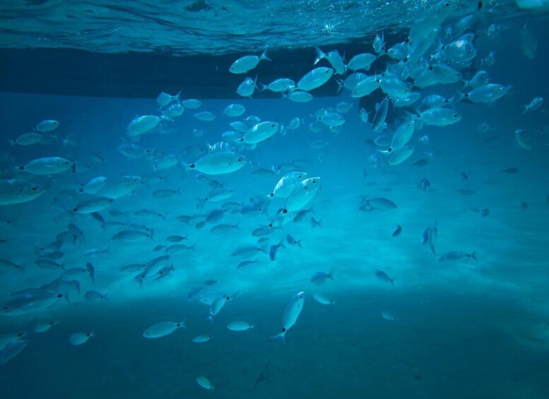 Picture 2 for Activity Half-Day Boat &Snorkeling tour to La Maddalena