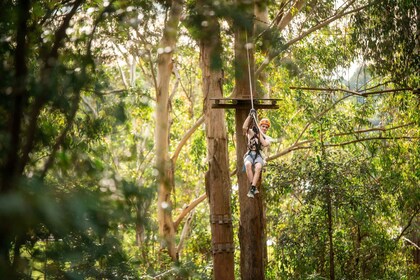 Newscastle: Australian Tree Ropes Course Adventure