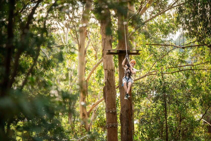 Newscastle: Australian Tree Ropes Course Adventure