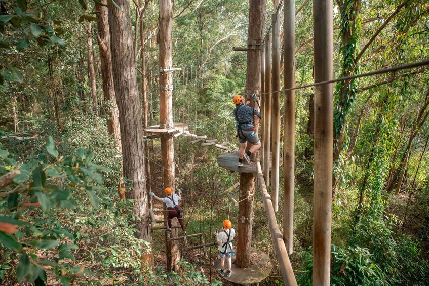 Picture 1 for Activity Newscastle: Australian Tree Ropes Course Adventure