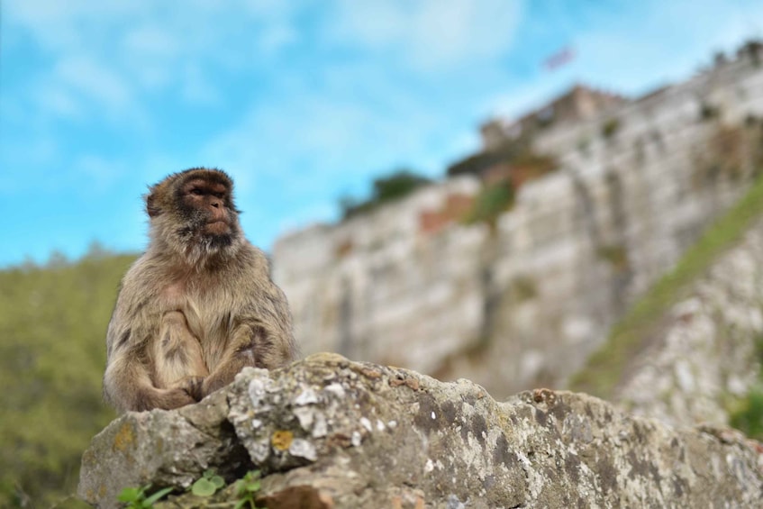 Picture 4 for Activity Gibraltar Rock tour