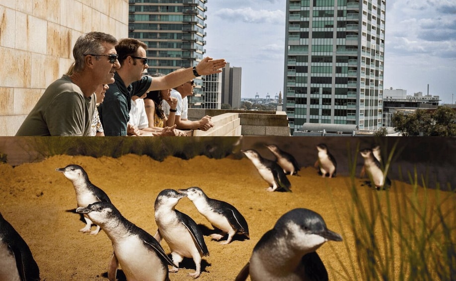 Melbourne Magic: City Discovery and Penguin Parade Tour