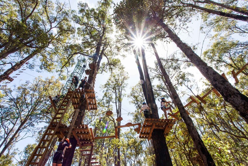 Picture 3 for Activity Yeodene: Tree Ropes Courses