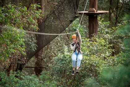 Ourimbah: Central Coast Treetops Adventure Tree Ropes Course