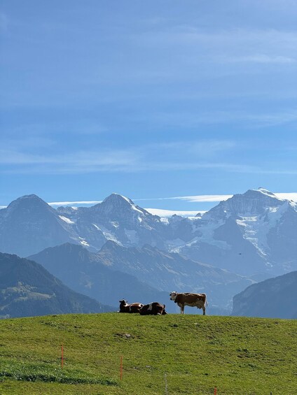 Picture 11 for Activity Paragliding Tandem Flight in Interlaken