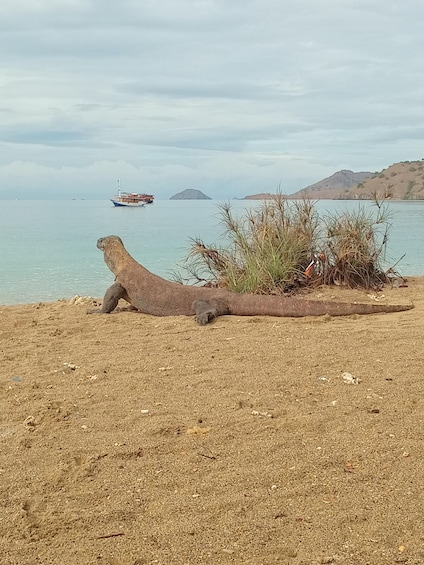 Picture 3 for Activity Komodo Island Tour: 3Days 2Nights