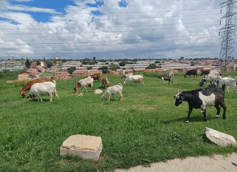 Picture 9 for Activity Johannesburg, Apartheid Museum & Soweto