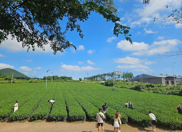 Picture 24 for Activity Jeju Island: Highlights Tour with Attraction Tickets & Lunch