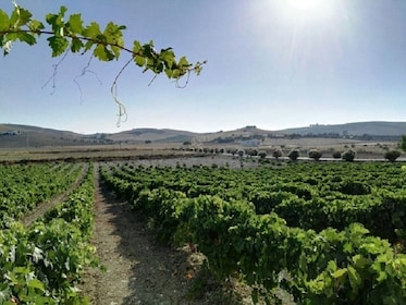 Expérience spécialement conçue pour les amateurs de vin en Andalousie