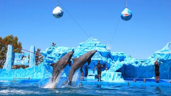 Admission to Mundo Marino Aquarium with Transport