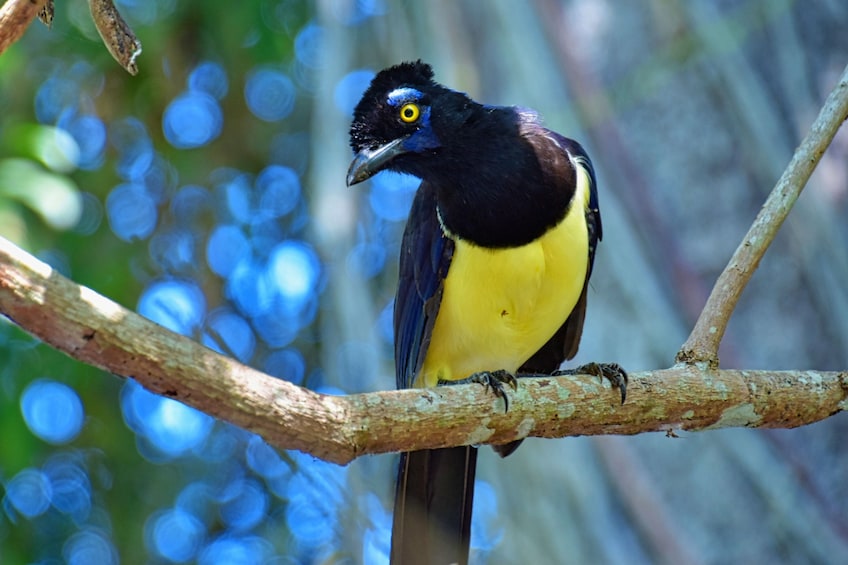 Private Tour to Iguazu Falls from Buenos Aires with Flights