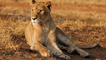 Half-Day Lion & Safari Park Tour