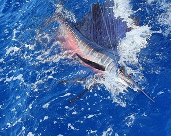 Nassau : Charters privés de pêche sportive.