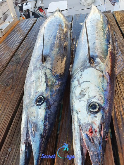 Picture 4 for Activity Nassau: Sport-fishing private charter .