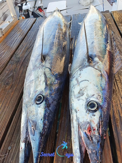 Picture 4 for Activity Nassau: Sport-fishing private charter .