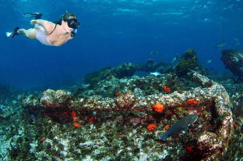 Snorkel o the wreck of the Batavia