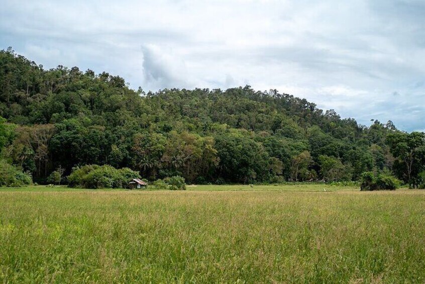 Private Tour in Bohol Chocolate Farm and Chocolate Hills