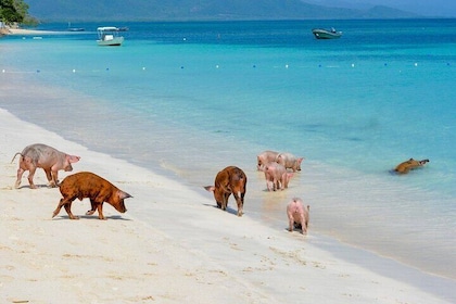 Paradise and Pigs Full Day Excursion from Puerto Plata with Lunch