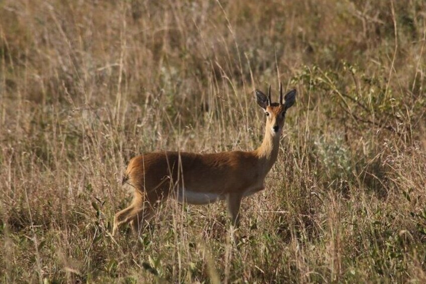 Oribi