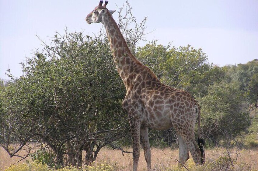 Private Full Day Maputo National Park Safari