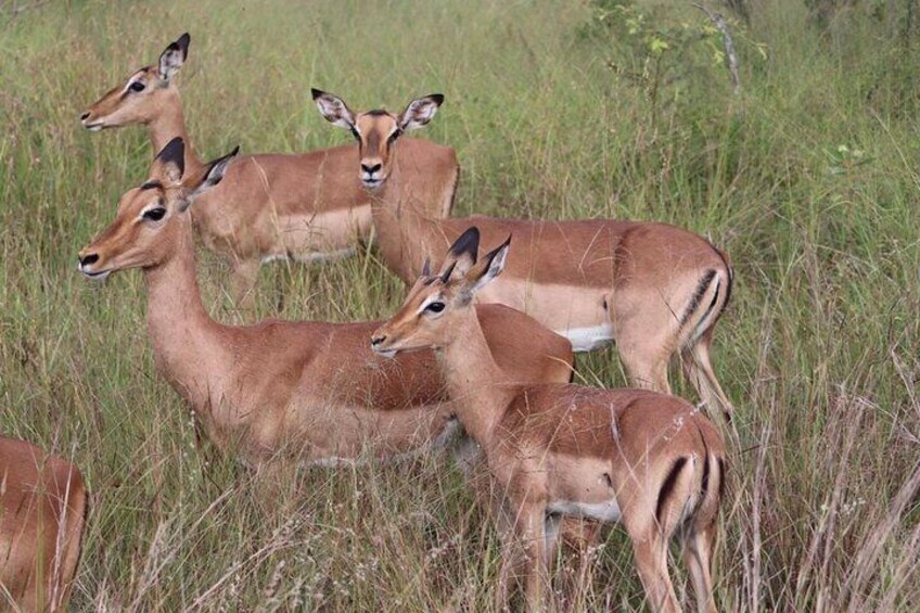 Impala