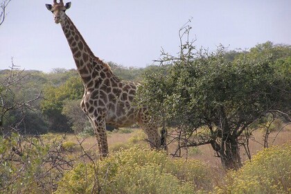 Full-Day Safari in Maputo National Park