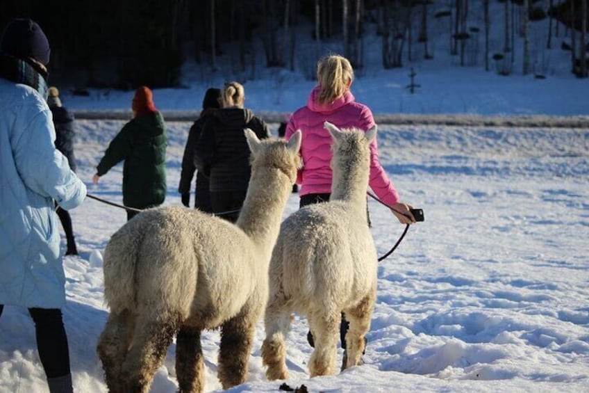 HELSINKI: Alpaca Farm Tour with Guided Walk