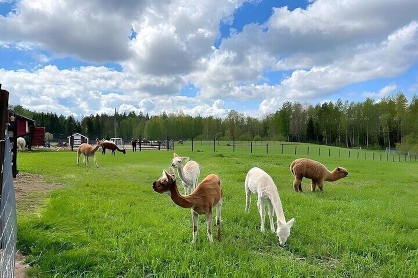 Explore the Alpaca Farm: Private Tour