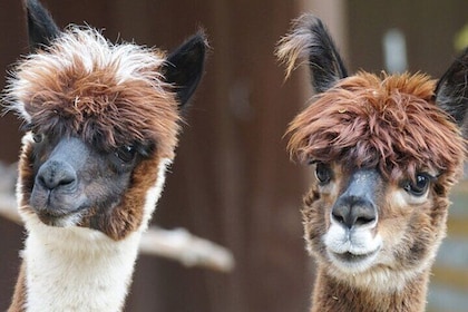 PRIVATE Alpaca Guided Forest Walk + Feeding Helsinki