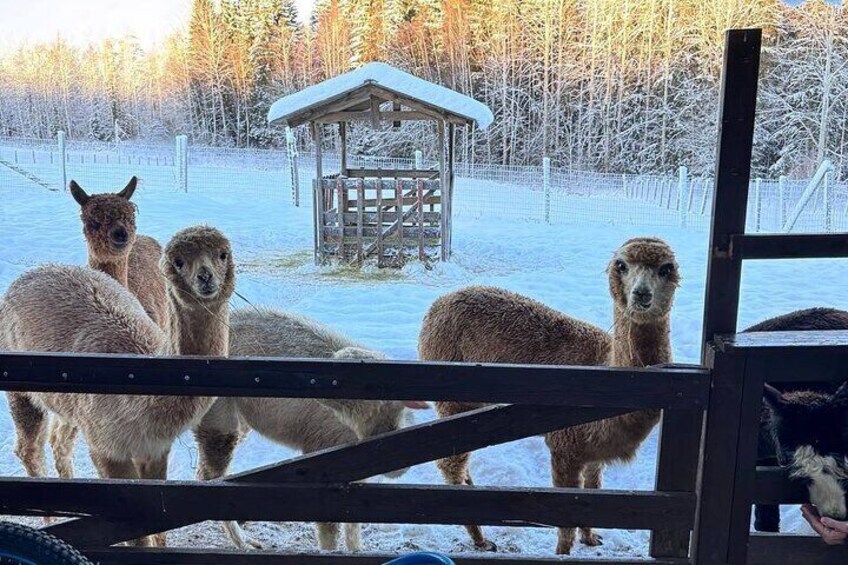 Explore the Alpaca Farm: Private Tour