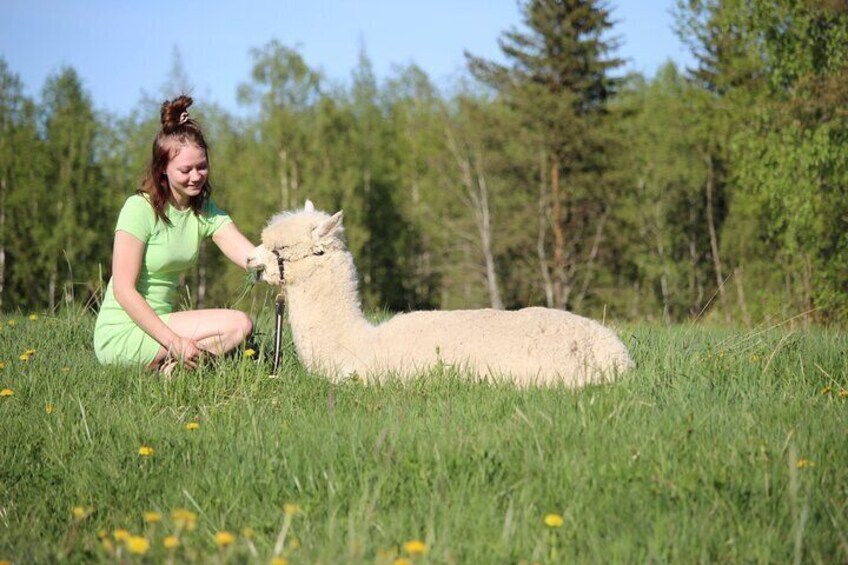 HELSINKI: Alpaca Farm Tour with Guided Walk (private)