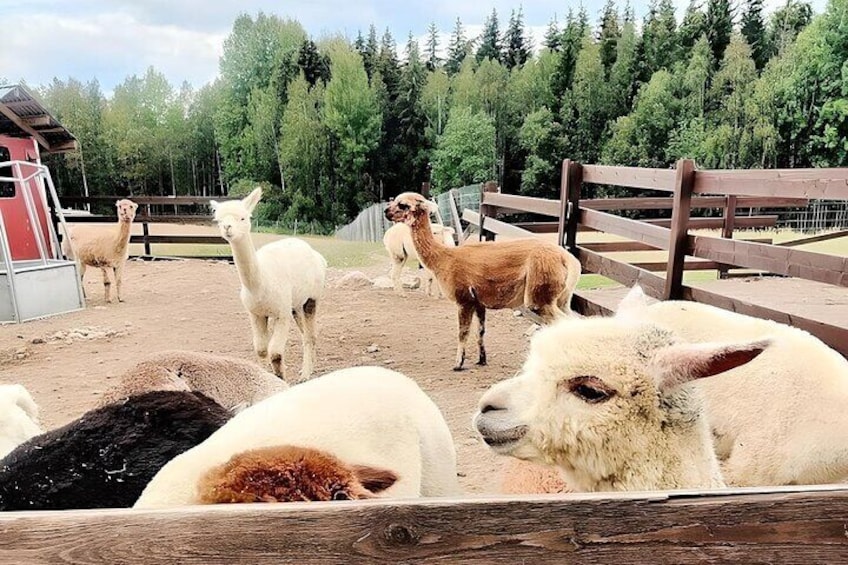 Explore the Alpaca Farm: Private Tour