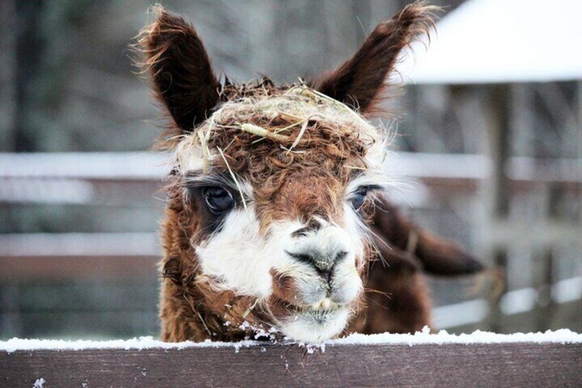 HELSINKI: Alpaca Farm Tour with Guided Walk