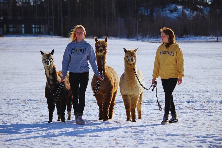 PRIVATE Alpaca Guided Forest Walk + Feeding Helsinki