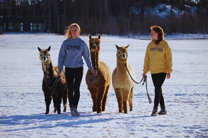 Caminata guiada por el bosque de Alpaca + Alimentación Helsinki