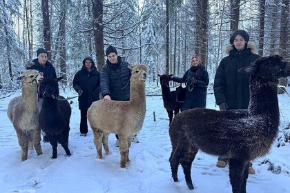 HELSINKI: Alpaca Farm Tour with Guided Walk (private)