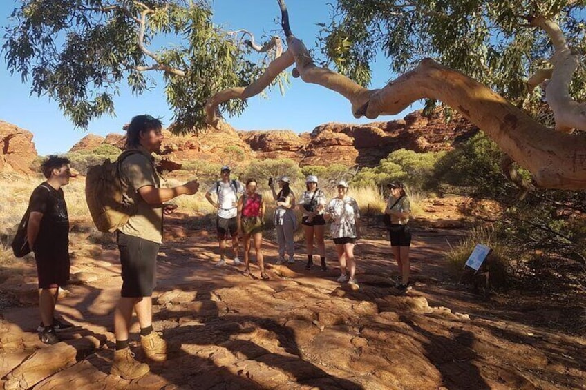 Uluru, Kata Tjuta and Kings Canyon Camping Safari from Ayers Rock