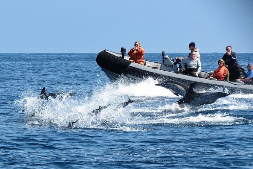 3 Hours Guided Whale and Dolphin Watching Experience in San Diego