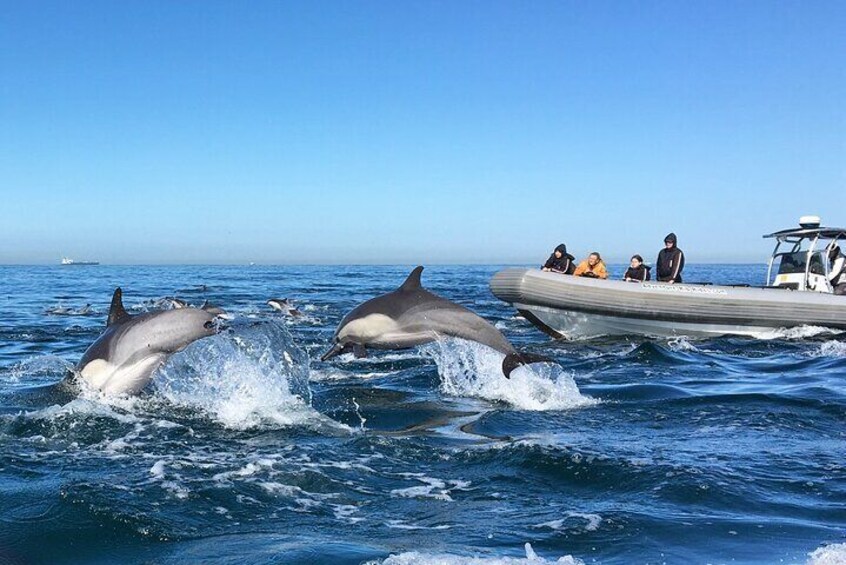 3 Hours Guided Whale and Dolphin Watching Experience in San Diego