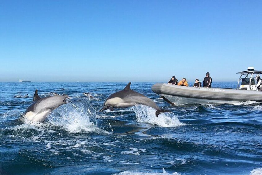 3 Hours Guided Whale and Dolphin Watching Experience in San Diego