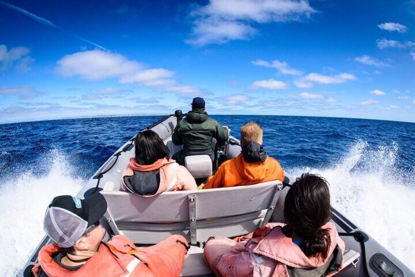 3 Hours Guided Whale and Dolphin Watching Experience in San Diego