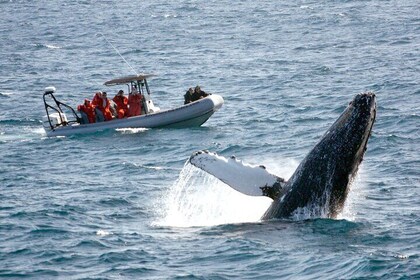 3-Hour Guided Whale and Dolphin Watching Experience in San Diego