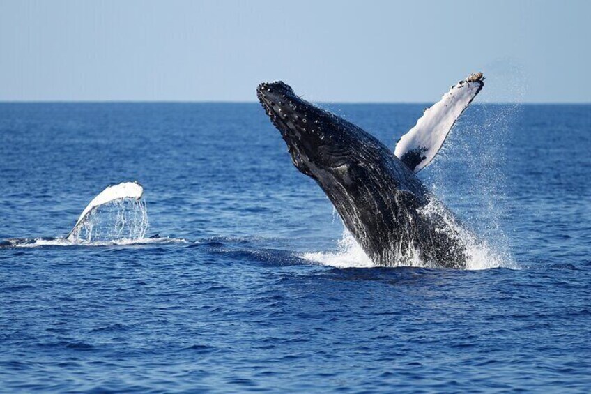 3 Hours Guided Whale and Dolphin Watching Experience in San Diego