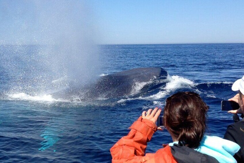3 Hours Guided Whale and Dolphin Watching Experience in San Diego