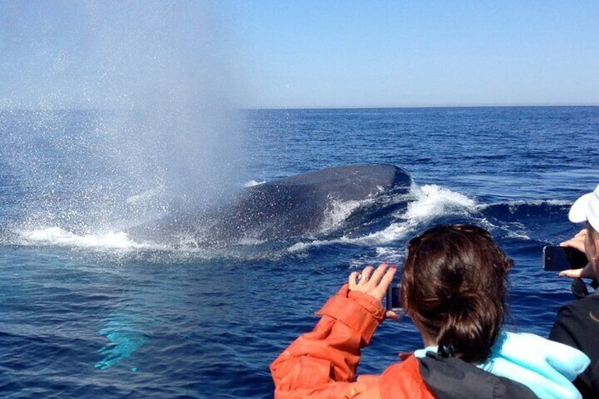 3 Hours Guided Whale and Dolphin Watching Experience in San Diego