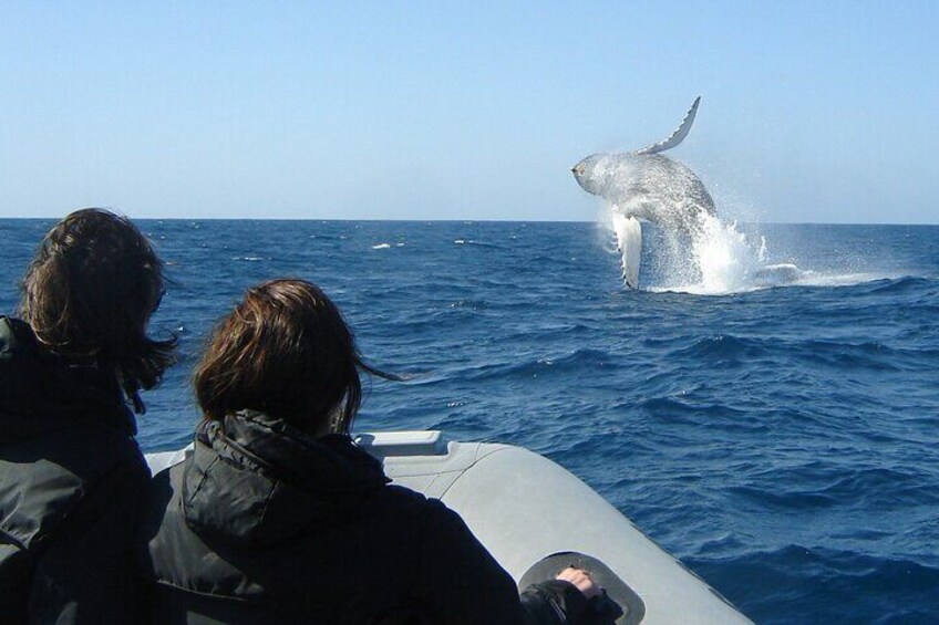 3 Hours Guided Whale and Dolphin Watching Experience in San Diego