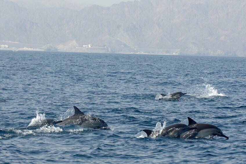 Experience Dolphin watching and snorkeling in Muscat